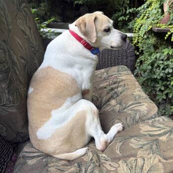 Ernie -  Beagle and Mixed Breed Dog for Adoption in Potomac, Maryland - Ernie | PetCurious
