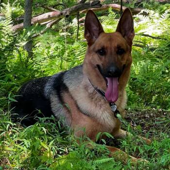 Brandy (26-278) -  German Shepherd Dog Dog for Adoption in New Ringgold, Pennsylvania - Brandy (26-278) | PetCurious