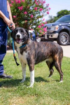 Emma -  Shepherd Dog for Adoption in Stillwater, Oklahoma - Emma | PetCurious