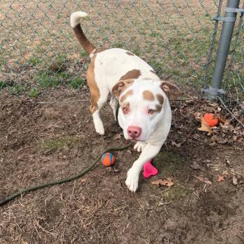 Big Cass (In Foster) -  Pit Bull Terrier and Hound Dog for Adoption in Newark, New Jersey - Big Cass (In Foster) | PetCurious