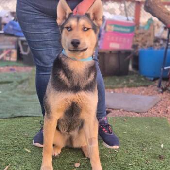 Rescue Shepherd and Husky Dogs for Adoption in Tucson, Arizona - Chase | PetCurious