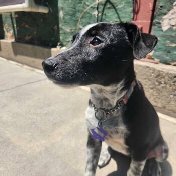 Mabel -  Mixed Breed Dog Available for Adoption in San Francisco, California - Mabel | PetCurious