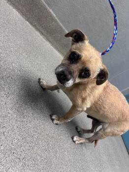TANNER -  Chihuahua Dog for Adoption in Las Vegas, Nevada - TANNER | PetCurious