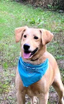 Rescue Yellow Labrador Retriever Dogs for Adoption - Duke | PetCurious