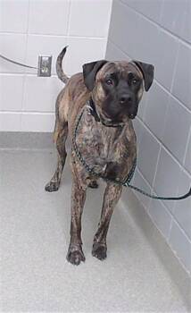 Boxer and Mixed Breed Dogs Available for Adoption in Omaha, Nebraska - PANDA | PetCurious