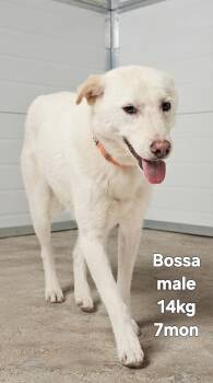 BOSSA -  Jindo Dog for Adoption in Johns Creek, Georgia - BOSSA | PetCurious