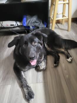 Matilda -  Husky Dog for Adoption in Fort Smith, Northwest Territories - Matilda | PetCurious
