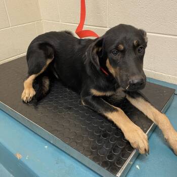 Rescue Mixed Breed Dogs for Adoption in Bartlett, Tennessee - Rhea (Formerly Rabbie) | PetCurious