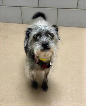 Cupcake -  Mixed Breed Dog for Adoption in Nashville, Tennessee - Cupcake | PetCurious
