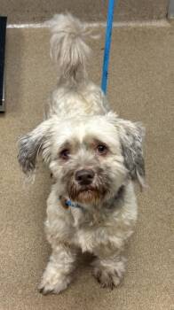 Rich -  Mixed Breed Dog for Adoption in Chamblee, Georgia - Rich | PetCurious