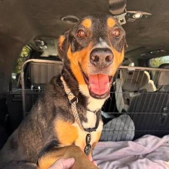 Dexter - Loyal Companion with a Soft Spot for Cuddles -  Doberman Pinscher Dog for Adoption in Sugar Land, Texas - Dexter - Loyal Companion With A Soft Spot For Cuddles | PetCurious