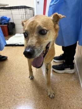 German Shepherd Dog and Mixed Breed Dogs Available for Adoption in San Antonio, Texas - Carmella | PetCurious