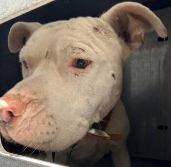 WERO -  American Staffordshire Terrier Dog for Adoption in San Antonio, Texas - WERO | PetCurious