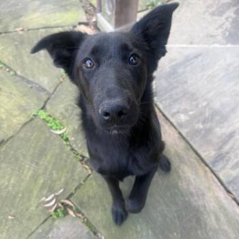 Labrador Retriever Dogs Available for Adoption in New York, New York - Leia | PetCurious