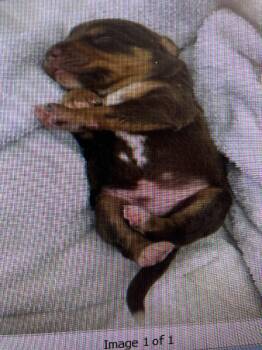 Haagen-dazs~ -  Australian Kelpie and Dachshund Dog for Adoption in Partlow, Virginia - Haagen-dazs~ | PetCurious