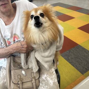 Boonie -  Mixed Breed Dog for Adoption in Philadelphia, Pennsylvania - Boonie | PetCurious