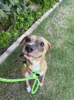 Terrier and Mixed Breed Dogs Available for Adoption in Honolulu, Hawaii - Mandarin | PetCurious