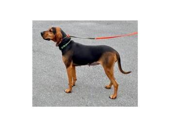 Maple (VA) -  Black And Tan Coonhound Dog for Adoption - Maple (VA) | PetCurious