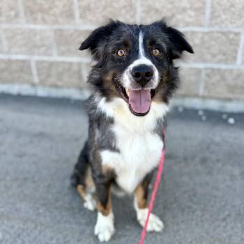Buster -  Mixed Breed Dog for Adoption in Murray, Utah - Buster | PetCurious