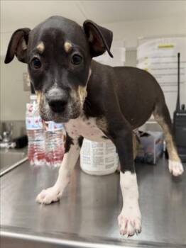 JOHNNY -  Rottweiler and Pit Bull Terrier Dog for Adoption in Tracy, California - JOHNNY | PetCurious