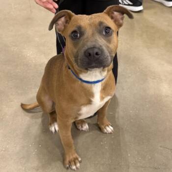 Mixed Breed Dogs Available for Adoption - Rose | PetCurious