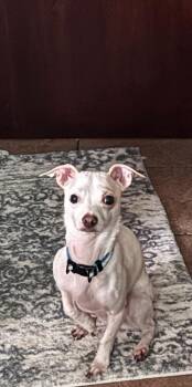Winter -  Chihuahua and Dachshund Dog for Adoption in Dunmore, Pennsylvania - Winter | PetCurious