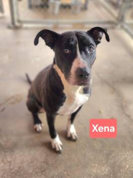 Xena -  Black Labrador Retriever and Terrier Dog for Adoption in Clinton, Missouri - Xena | PetCurious
