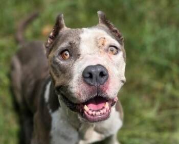 Scarlett -  American Staffordshire Terrier Dog for Adoption in Anniston, Alabama - Scarlett | PetCurious