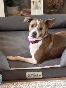 Blanquita -  Chihuahua and Terrier Dog for Adoption in Coldwater, Michigan - Blanquita | PetCurious