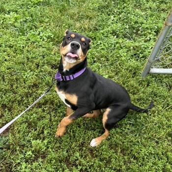 Dolly Parton -  Terrier Dog for Adoption - Dolly Parton | PetCurious