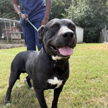 Rescue Mixed Breed Dogs for Adoption in Columbia, South Carolina - Bobby Joe | PetCurious