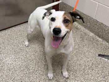 SNOOPY -  Pit Bull Terrier and Mixed Breed Dog for Adoption in Colorado Springs, Colorado - SNOOPY | PetCurious