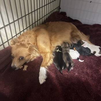 Jessamine -  Spaniel and Chihuahua Dog for Adoption in Oceanside, California - Jessamine | PetCurious