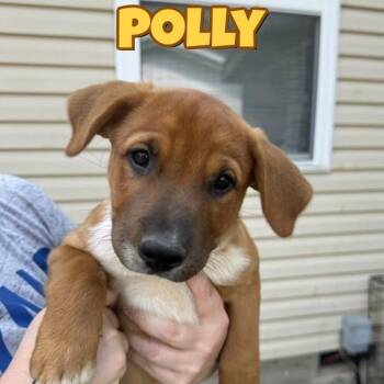 Polly -  Shepherd and Mixed Breed Dog for Adoption in Overland Park, Kansas - Polly | PetCurious
