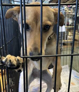 Jackie o -  Mountain Cur Dog for Adoption in Parma, Ohio - Jackie O | PetCurious