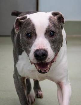 Bruce (Courtesy Listing) -  American Staffordshire Terrier Dog for Adoption in Santa Paula, California - Bruce (Courtesy Listing) | PetCurious