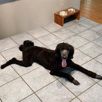 Dakota -  Standard Poodle Dog for Adoption in Cedar Park, Texas - Dakota | PetCurious