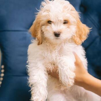 Lysol -  Cockapoo Dog for Adoption in Zionsville, Indiana - Lysol | PetCurious