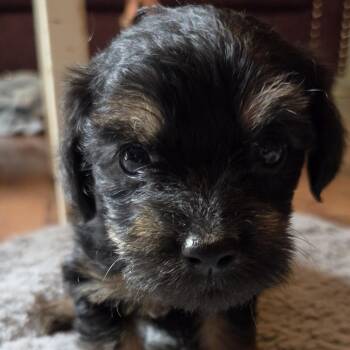 Crackers -  Poodle and Mixed Breed Dog for Adoption in Raleigh, North Carolina - Crackers | PetCurious