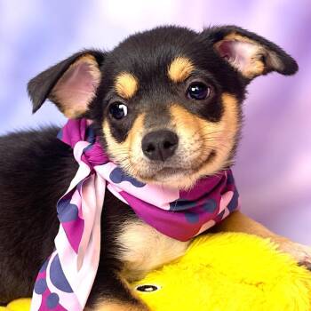 Soba -  Chihuahua and Mixed Breed Dog for Adoption in Boerne, Texas - Soba | PetCurious