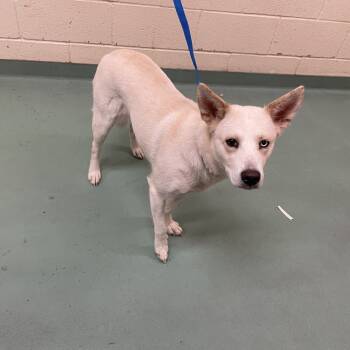 Rescue Mixed Breed Dogs for Adoption in Memphis, Tennessee - Peggy | PetCurious