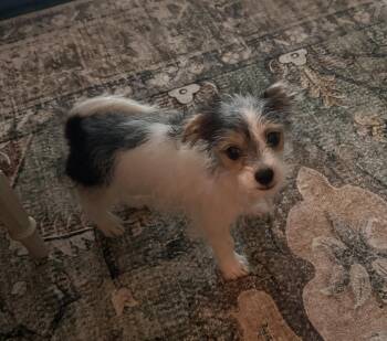 Joe -  Terrier Dog for Adoption in Penryn, California - Joe | PetCurious