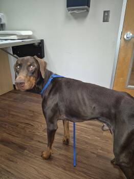 Truman -  Doberman Pinscher Dog for Adoption in Dallas, Texas - Truman | PetCurious
