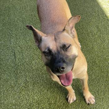 Rescue Black Mouth Cur Dogs for Adoption in Houston, Texas - Bonnie | PetCurious