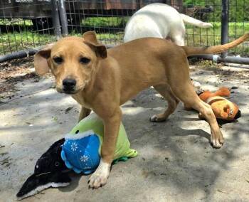 Viktoria -  Labrador Retriever and Great Dane Dog for Adoption in Watertown, Connecticut - Viktoria | PetCurious