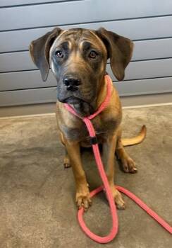 ELSA -  Bloodhound and Mixed Breed Dog for Adoption in Brunswick, Georgia - ELSA | PetCurious