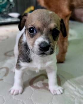 Lumpi -  Chihuahua Dog for Adoption in Carson City, Nevada - Lumpi | PetCurious