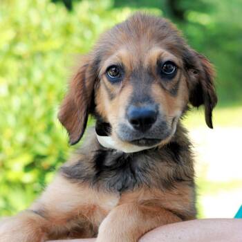 CT Turbo -  German Shepherd Dog and Labrador Retriever Dog for Adoption in Stormville, New York - CT Turbo | PetCurious