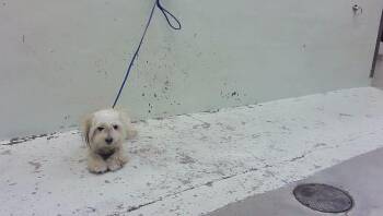 A2096562 -  Havanese and Mixed Breed Dog for Adoption in Houston, Texas - A2096562 | PetCurious