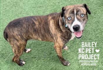 Bailey -  Mixed Breed Dog for Adoption in Kansas City, Missouri - Bailey | PetCurious